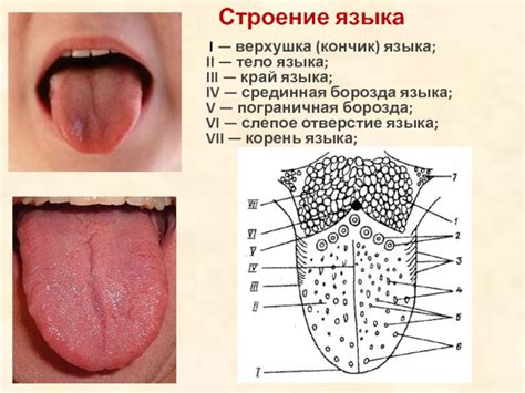 Профилактика мозоли на кончике языка