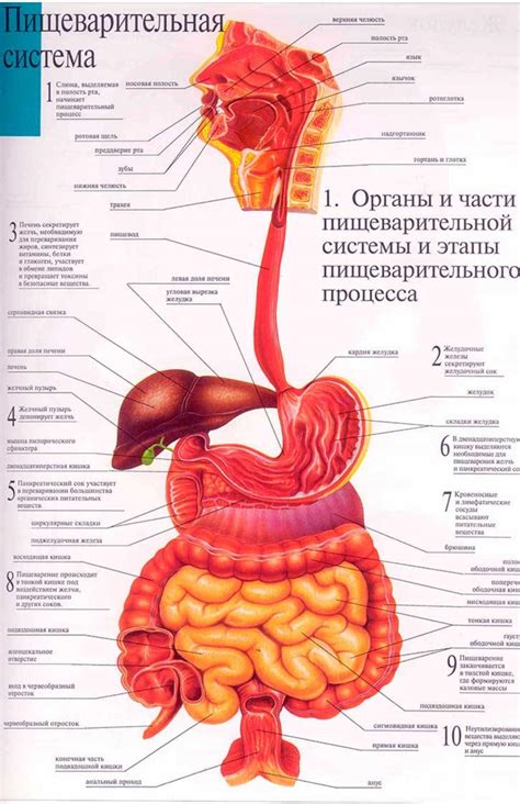 Процессы пищеварения, влияющие на уровень сахара