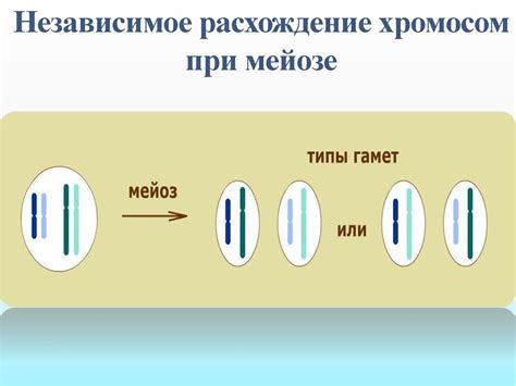 Процесс максимальной конденсации хромосом при мейозе