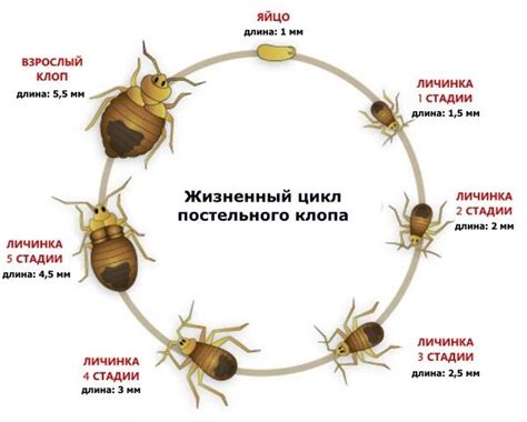 Процесс прыжков у клопов: механизм и дальность прыжков