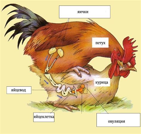 Процесс скрещивания у кур и петухов