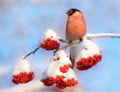 Птицы и рябина: влияние ягод на пернатых