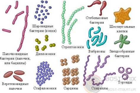 Развитие бактерий и инфекций