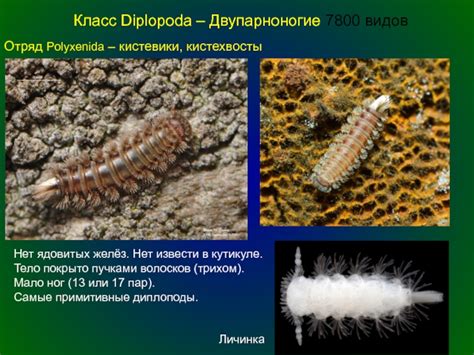 Развитие ядовитых желёз
