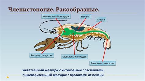 Раздел 5: Селедка и пищеварение