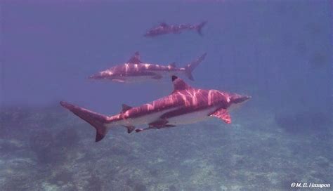 Разнообразие акул в Красном море
