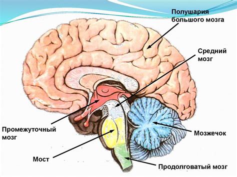 Распространение гризли в мозгах