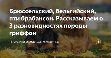 Рассказываем о происхождении породы