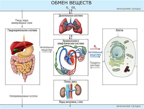 Расстройства обмена веществ и возможные причины водного отека