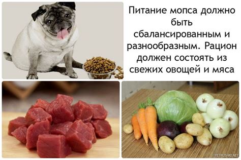 Рацион питания для поддержания нормального веса