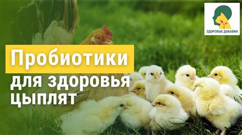 Регулярные медицинские осмотры: залог крепкого здоровья цыплят