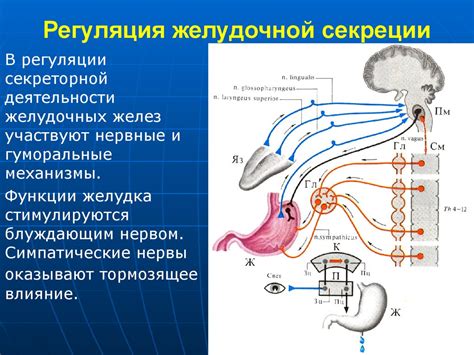 Регуляция кишечника