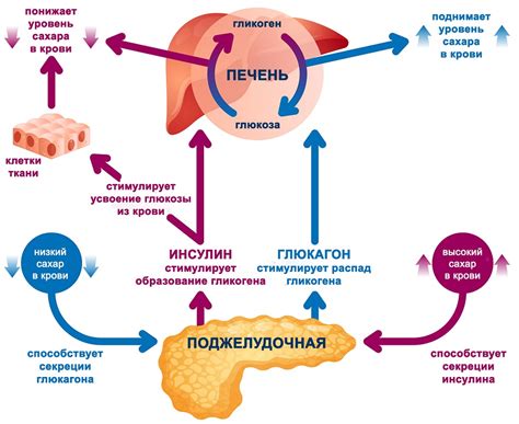 Регуляция сахара в крови: