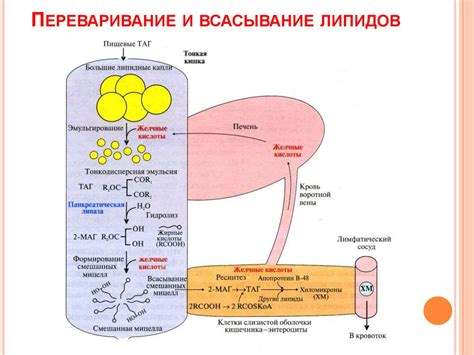 Регуляция уровня глицерина в организме