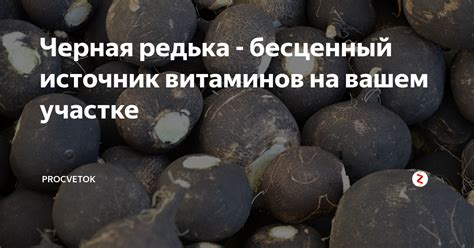 Редька как источник клетчатки и витаминов