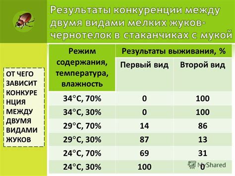 Режим и температура содержания улитки янтарки