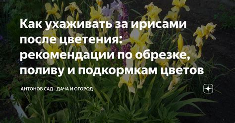 Рекомендации по поливу цветов святой водой