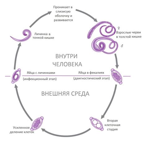 Риски заражения энтеробиозом от кота