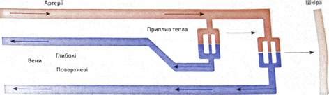 Роль воды в регуляции температуры тела