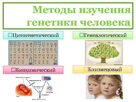 Роль генетики в совместимости пары