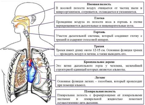 Роль дыхательной системы в процессе выхода из анестезии