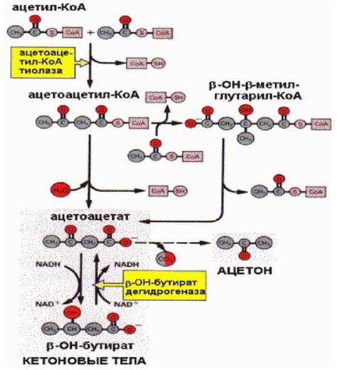 Роль кетоновых тел в организме