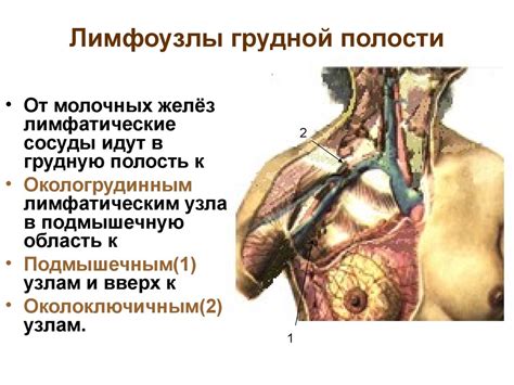 Роль лимфоузлов в груди женщины