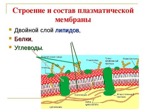 Роль плазматической мембраны в организме животных