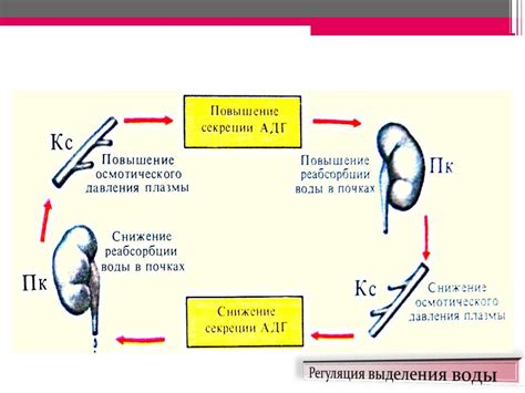 Роль почек в регуляции водного баланса