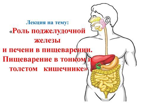 Роль сухофруктов в пищеварении и обмене веществ