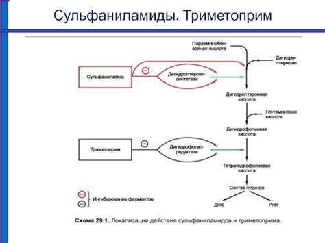 Роль фолиевой кислоты