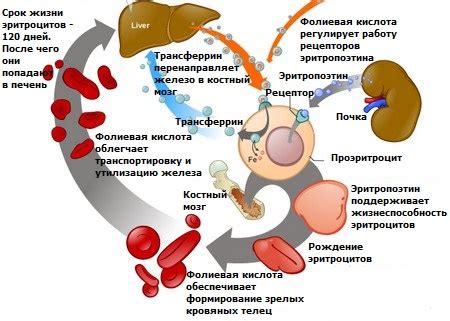 Роль фолиевой кислоты в процессе снижения веса