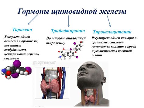 Роль щитовидной железы в похудении