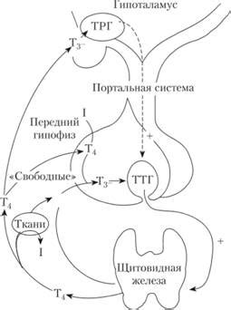 Роль эутирокса 50 в регуляции щитовидной железы