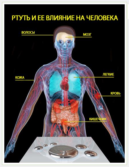 Ртуть и ее воздействие на организм