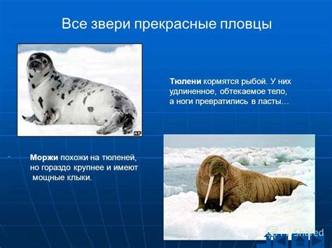 Рыбы и львы: как преодолеть различия