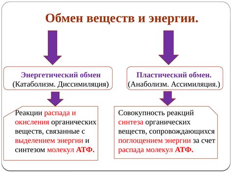 Сало и обмен веществ