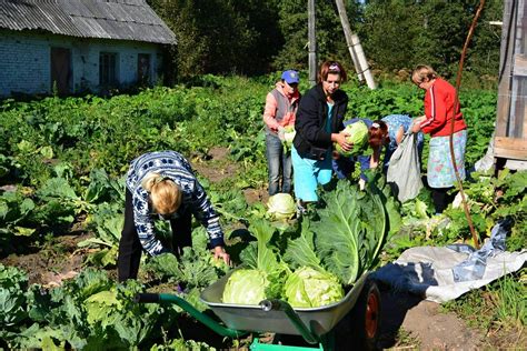 Сбор урожая георгинов