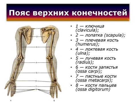 Связывание конечностей и деталей