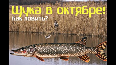 Секреты выбора приманки для щуки в октябре