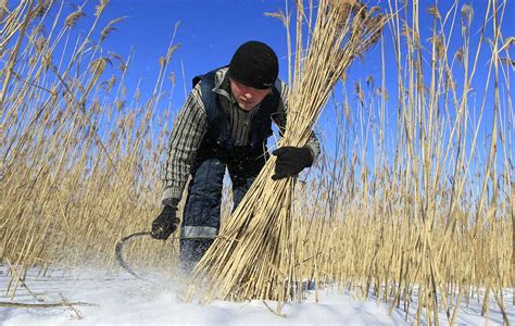 Секреты декорирования с помощью сухого камыша