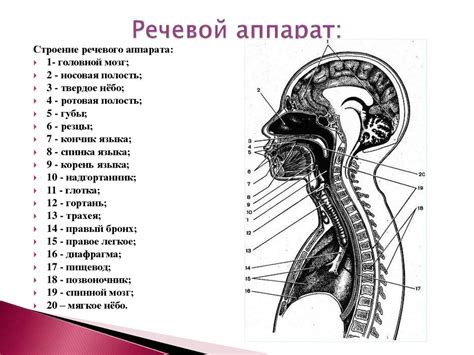 Секреты настройки речевого аппарата