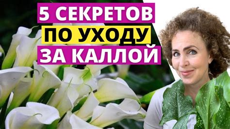 Секреты ухода за каллой