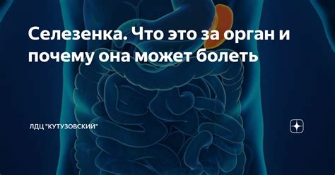 Селезенка и аллергия: может ли орган увеличиться от аллергической реакции