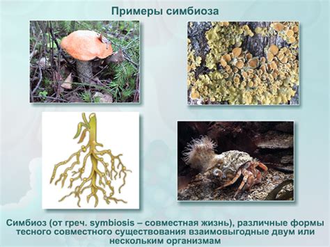 Симбиоз человека и растений