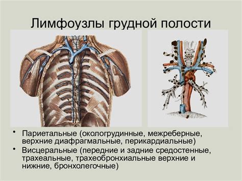 Симптомы и возможные заболевания лимфоузлов в груди