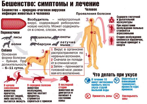 Симптомы и последствия бешенства у человека