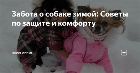 Советы по комфорту собаки в отсутствие хозяина