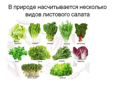 Советы по разморозке и использованию замороженного салата листового