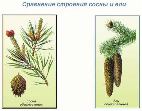 Совместимость ели и сосны при прививке